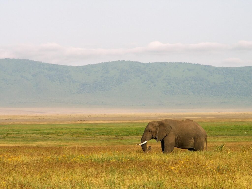 elephant, tanzania, landscape, africa, wildlife, pachyderm, nature, steppe, animal, trunk, tanzania, tanzania, tanzania, tanzania, tanzania