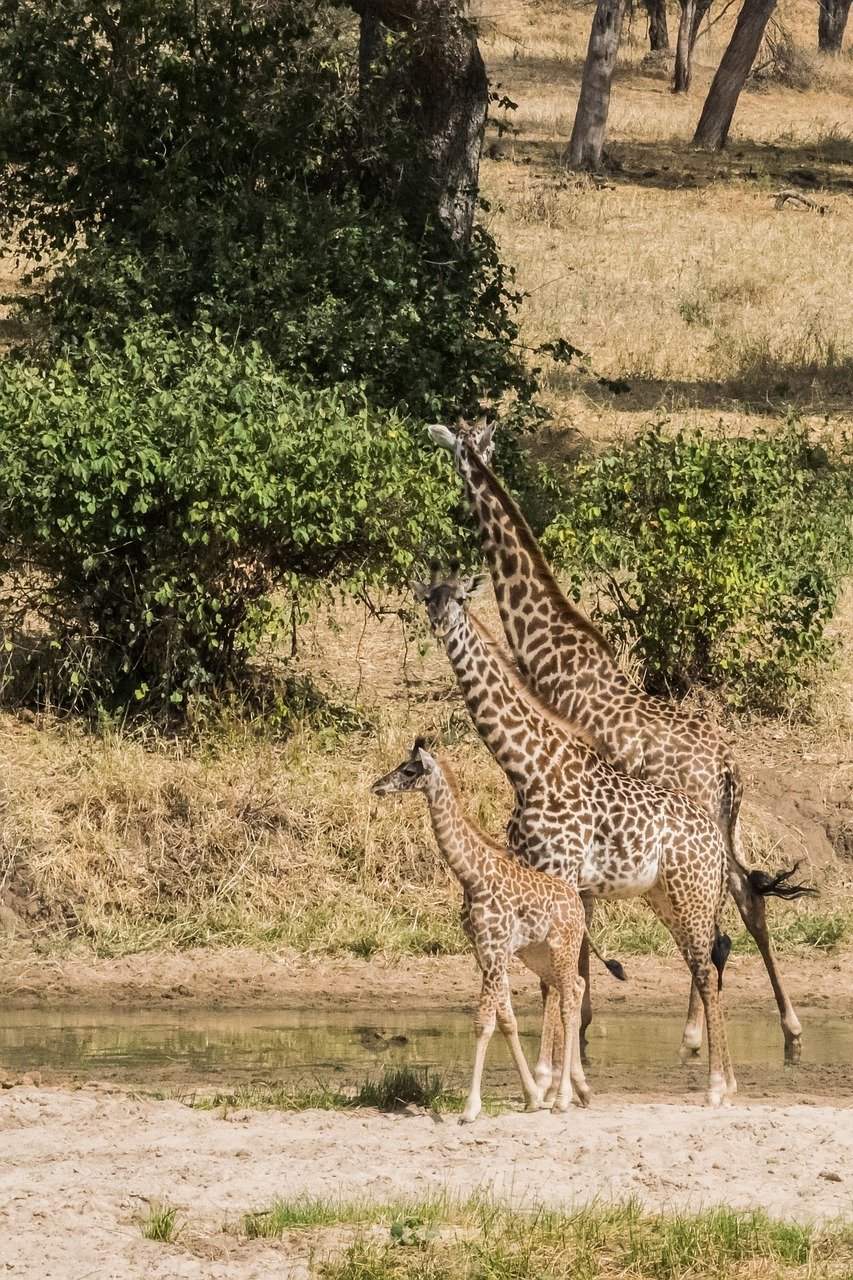 giraffe, safari, africa, tanzania, tarangire