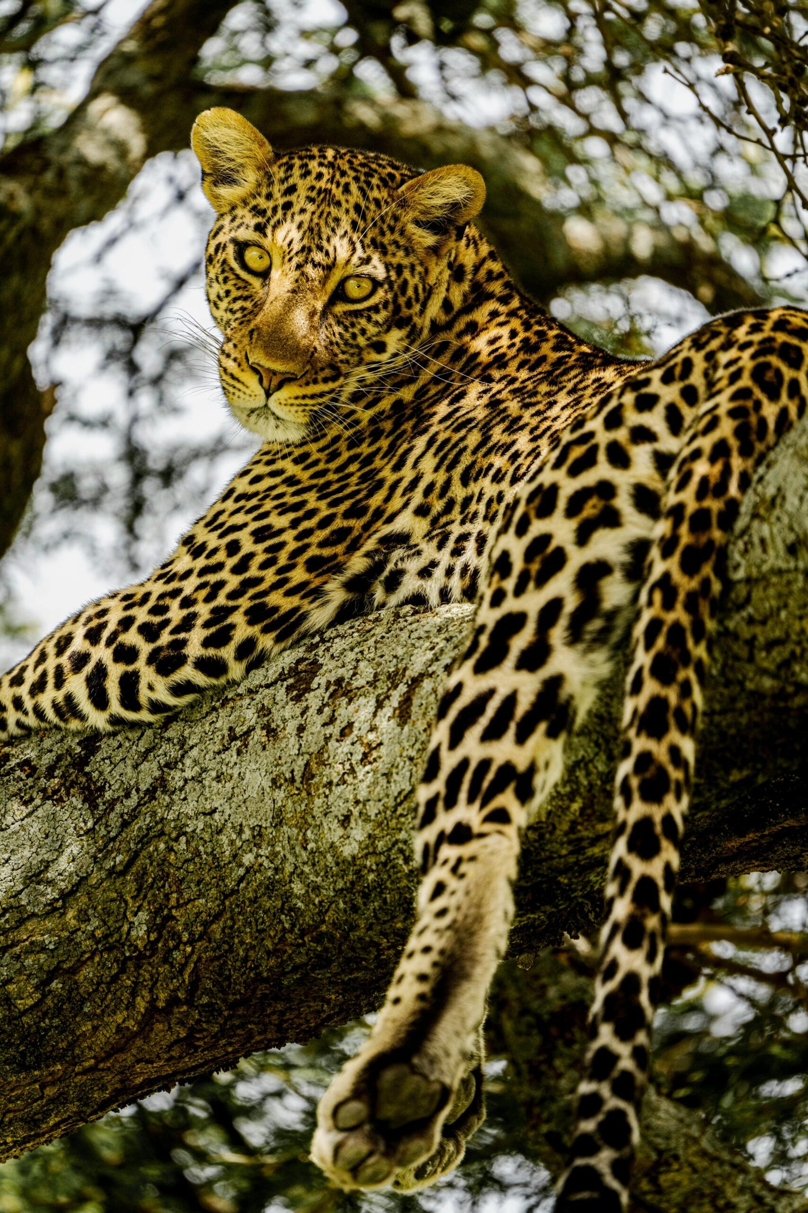 A majestic leopard lounges on a tree branch in the Serengeti, showcasing its striking spotted coat.
