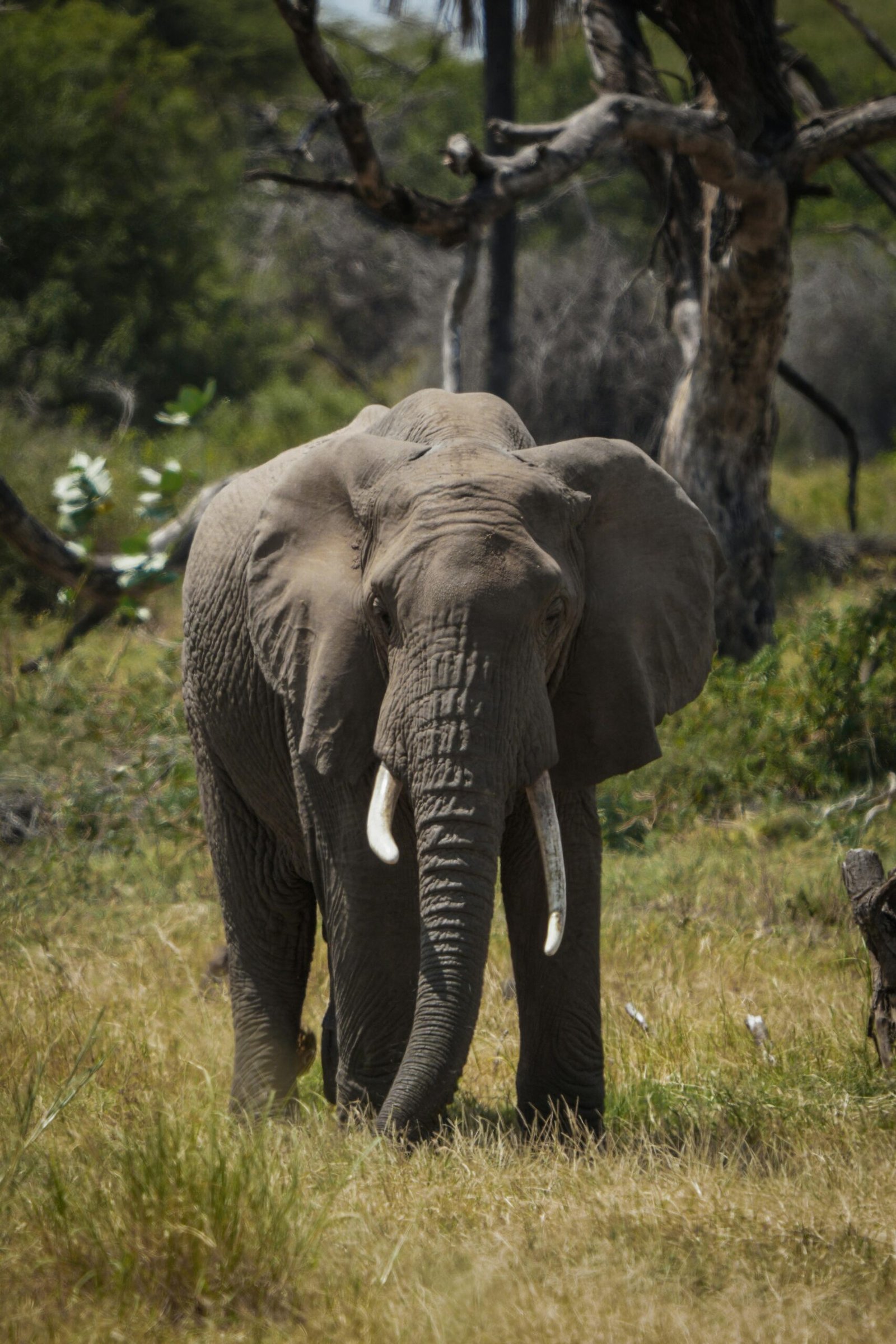 A majestic African elephant standing amidst the grasslands of Manyara, Tanzania.
