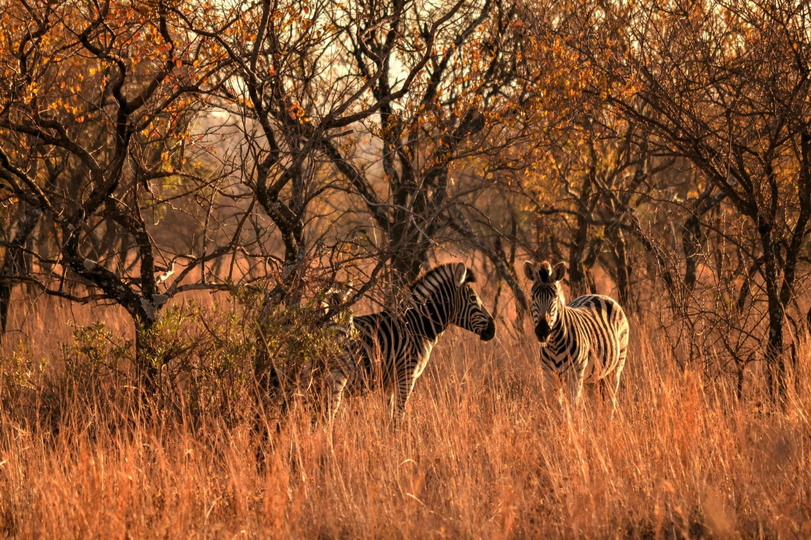 A pair of zebras roam through a sunlit savanna during fall, surrounded by lush trees and tall grass.