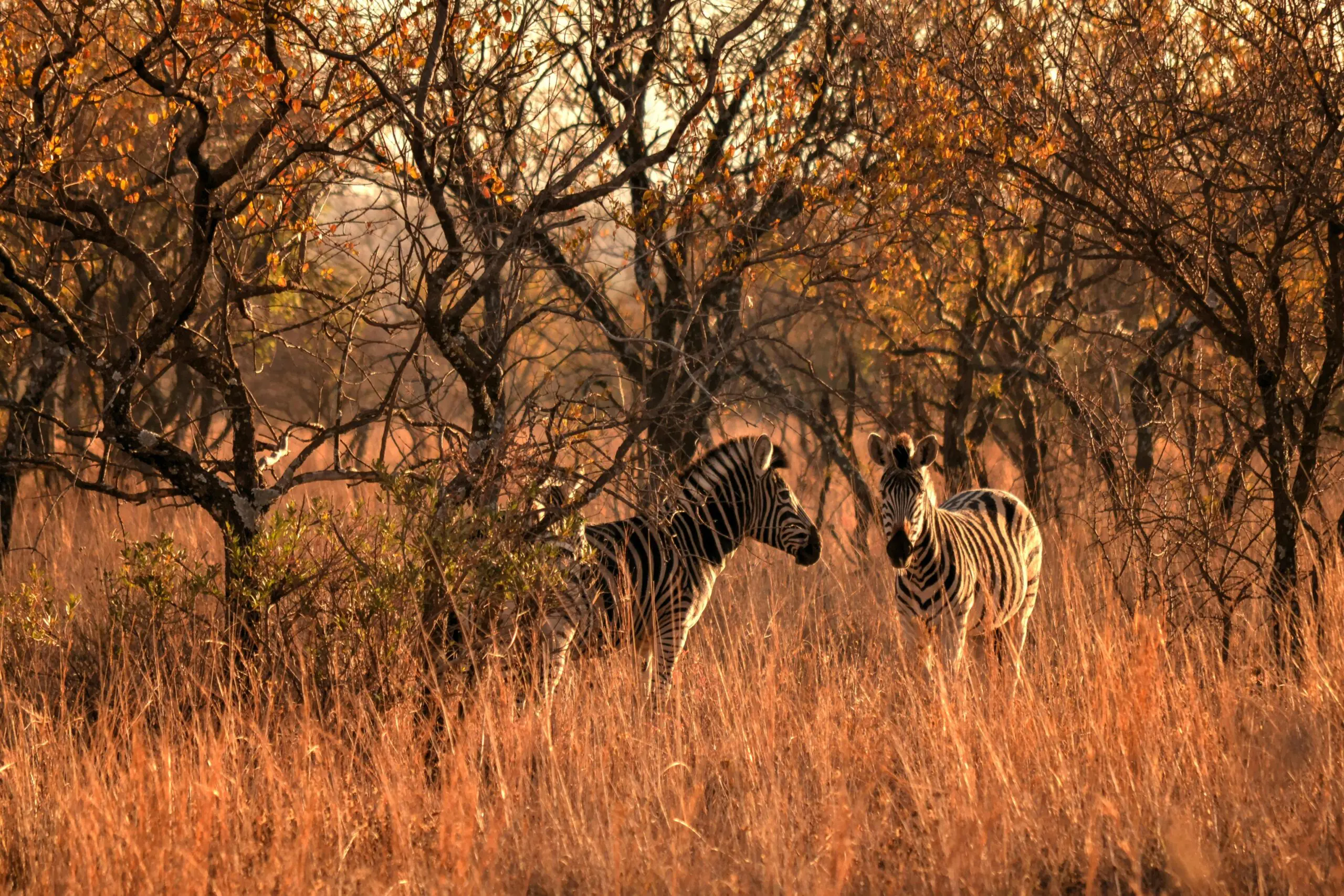 A pair of zebras roam through a sunlit savanna during fall, surrounded by lush trees and tall grass.