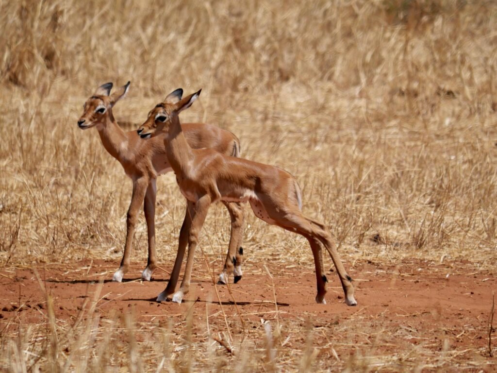 Two young impalas stand watchful on the dry savannah of Tarangire National Park.