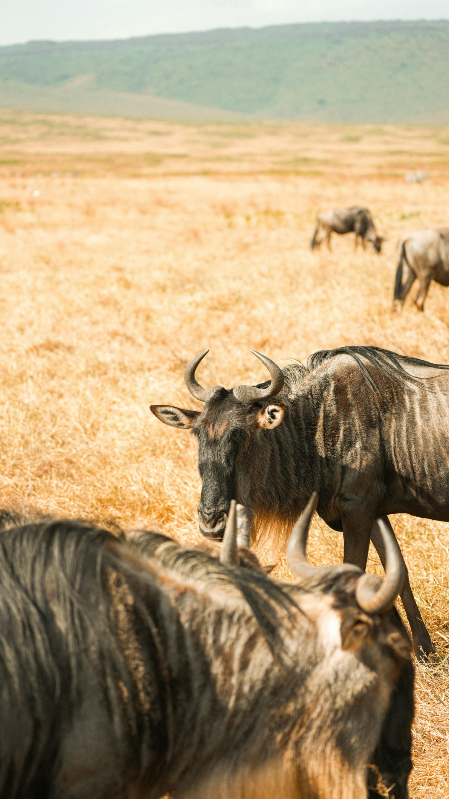 Herd of wildebeest grazing in Tanzania's Serengeti during the Great Migration.